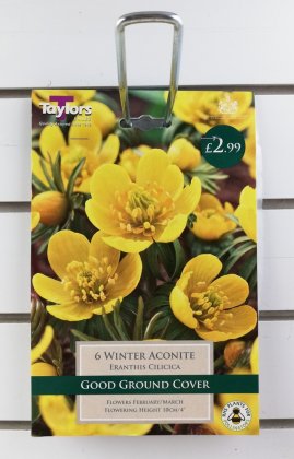 Taylors Winter Aconite Eranthis Cilicica - 6 Bulbs