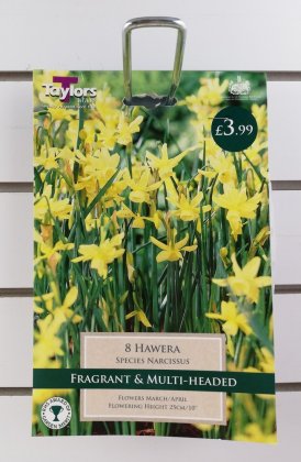 Taylors Hawera Daffodils - 8 Bulbs