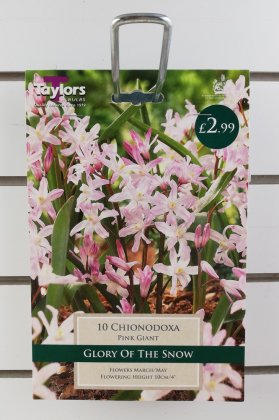 Taylors Chionodoxa Pink Giant - 10 Bulbs