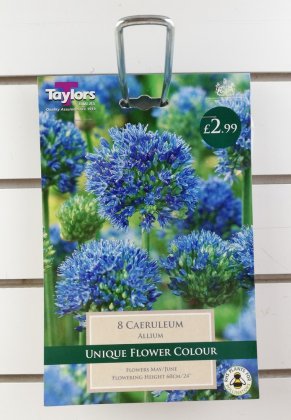 Taylors Caereleum Allium - 8 Bulbs