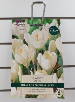 Taylors White Crocus - 10 Bulbs