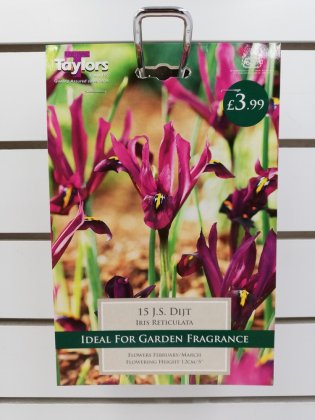 Taylors J.S Dijt Iris Reticulata - 15 Bulbs